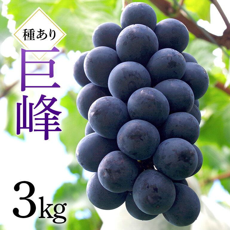 【ふるさと納税】 巨峰 3kg ( 種あり ) 川田ぶどう園 ぶどう ブドウ 国産 果物 くだもの 葡萄 黒系ぶどう 甘い フルーツ 3キロ 9月 発送 秋 旬 品種 茨城県産 産地直送 産直 農家直送 冷蔵 茨城県 石岡市 送料無料 (A06-002)