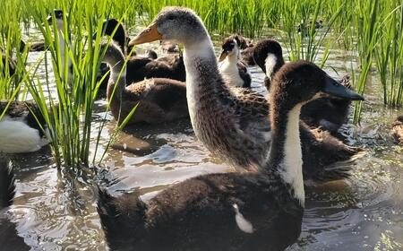 【若づる鴨】有機JAS田んぼで、山田錦を食べて育ったアイガモの内臓、希少肉 [1328] 鴨 合鴨 せせり ささみ レバー ハツ 砂肝