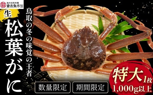 【倉吉魚市】生松葉がに（特大）1kg以上 松葉ガニ ズワイガニ 冷蔵 かにしゃぶ カニ刺身 ずわいがに 鮮度抜群 鳥取県 倉吉市