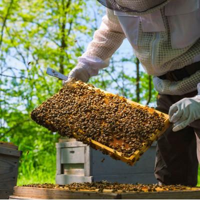 ふるさと納税 滝沢市 非加熱はちみつ　春の百花(さくら)600g×1本 |  | 03