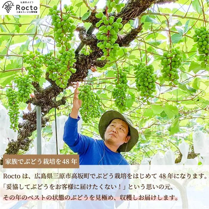 【先行受付】厳選！旬のぶどう詰め合わせ約1kg（2房） 2026年9月上旬から順次発送 種なし シャインマスカット 品種 農園おまかせ ピオーネ BKシードレス 安芸クイーン クイーンニーナ スカーレ