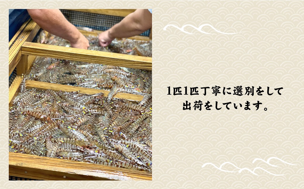 【配送日指定品】上天草産活き車海老750g（約25～35尾）