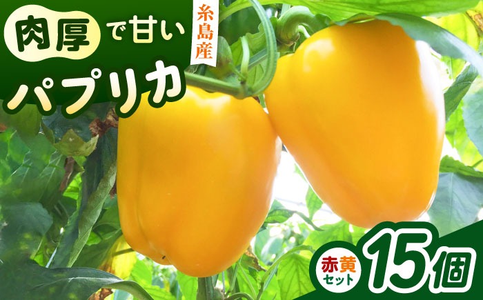 糸島産 肉厚 パプリカ 15個 福岡県 糸島市 / シーブ [AHC032] 野菜 やさい パプリカ ピーマン 肉厚 生 ピクルス マリネ 肉詰め