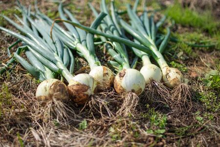 予約受付 たまねぎ 10kg さらき産【2026年7月発送開始】 岩手県 北上市 C0447 令和8年産 国産 玉ねぎ 玉葱 カレー シチュー 新鮮 フレッシュ オニオン サラダ BBQ 焼肉 野菜 