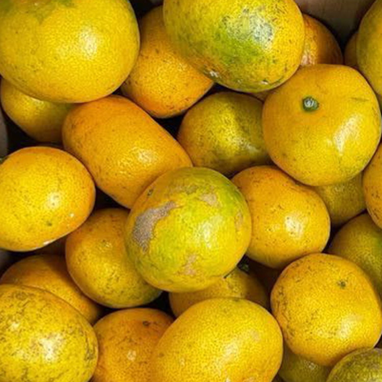 【先行受付】【訳あり】有田みかん 5kg ｜ 農家直送 訳あり ご家庭用 サイズ混合 光センサー選別 温州みかん みかん 訳あり わけあり 家庭用 ※2025年11月中旬～12月下旬頃に順次発送予定※