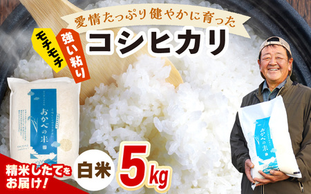 先行予約】令和7年産 愛情たっぷり健やかに育った もちもち 甘い コシヒカリ（白米）5kg【2025年9月下旬以降順次発送予定】 [m29-a018]