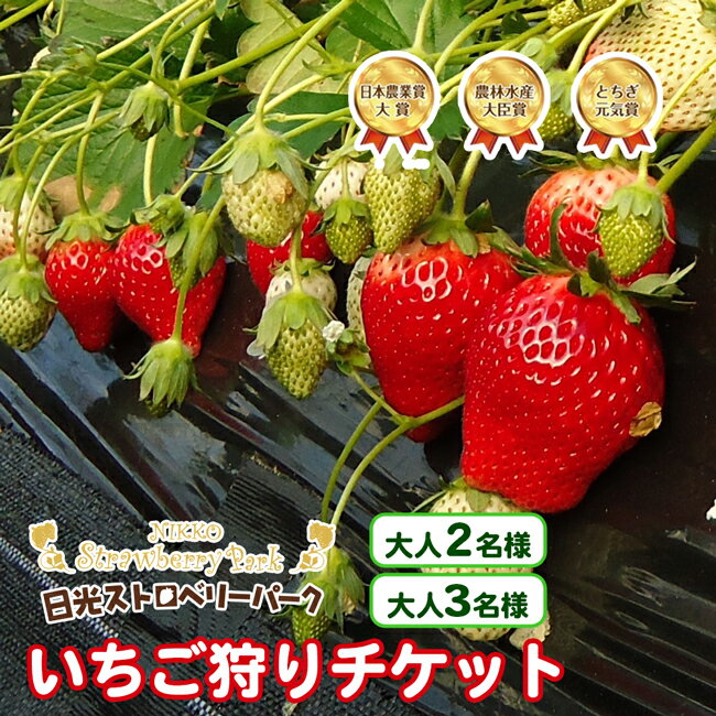 【ふるさと納税】日光ストロベリーパーク いちご狩りチケット [大人2名様／3名様]｜日本農業賞大賞受賞・農林水産大臣賞受賞 入園券 観光 旅行 イチゴ 苺 フルーツ 果物 果実 収穫体験 日光市 [0711-0712]