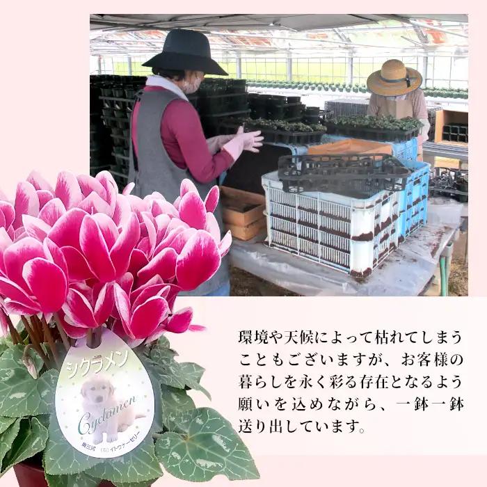 《予約品》シクラメン インディカ 色：フクシア 農林水産大臣賞受賞歴あり 愛知県産 シクラメン ５号鉢  花  プレゼント 贈り物 鉢花 鉢 ガーデン ガーデニング 愛知県産 クリスマス  -272