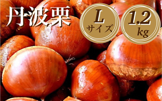 
                  【先行予約】期間・数量限定 丹波栗 Lサイズ 1.2kg ＜丹波四季菜料理 宮本屋＞≪くり 栗 丹波産 丹波栗詰め合わせ 栗詰め合わせタンバ 丹波栗詰合せ クリ詰め合わせ Lサイズ栗詰め合わせ 丹波産栗詰め合わせ 宮本屋栗詰め合わせ 栗詰め合わせ先行予約 栗詰め合わせ期間 栗詰め合わせ数量限定 栗詰め合わせ2026年 詰合せ くり 詰め合わせ ≫ ※2026年9月～発送
                