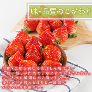 ＜先行予約受付中！2026年2月上旬～2026年4月下旬に順次発送予定＞ 博多あまおう・春 (計約1kg) いちご 苺 フルーツ 果物 くだもの 福岡限定 家庭用 冷蔵＜離島配送不可＞【ksg1740
