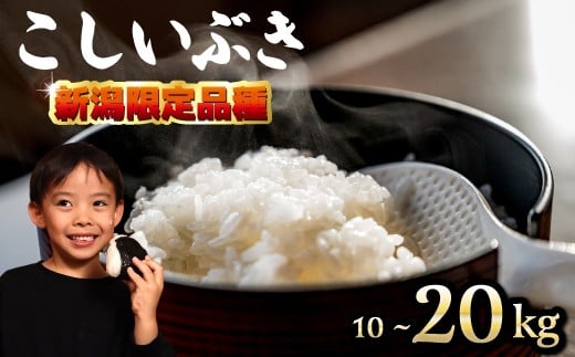 
            【先行予約】 令和7年産 こしいぶき 10kg 20kg 選べる 容量 コシヒカリ こしひかり 遺伝子を引き継ぐ ご飯 備蓄 コメ お米 米 こめ しんまい 新潟産 新潟米 新潟県 新潟 新発田 新発田市 国産 新発田市産 斗伸 toushin039P
          
