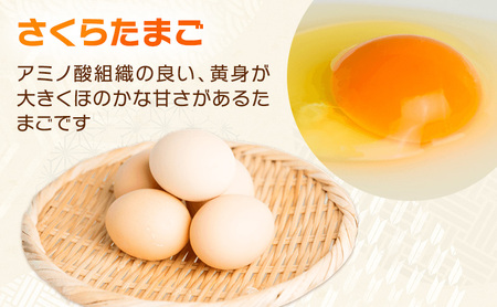 【品種を選べる】かわなべ鶏卵農場のこだわりのたまご50個/こだわり 国産 青梅市産 鶏 鳥 卵 たまご タマゴ 玉子 朝食 卵かけご飯 ＴＫＧ ゆでたまご 赤玉 卵黄 卵白 健康 青梅市 さくらたまご