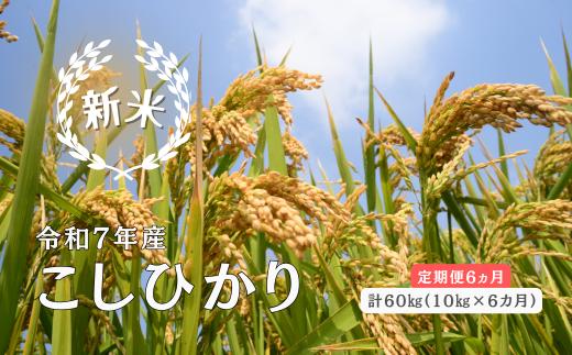150265【令和7年産／お米定期便／6ヵ月】しまね川本 こしひかり 10kg (計60kg）