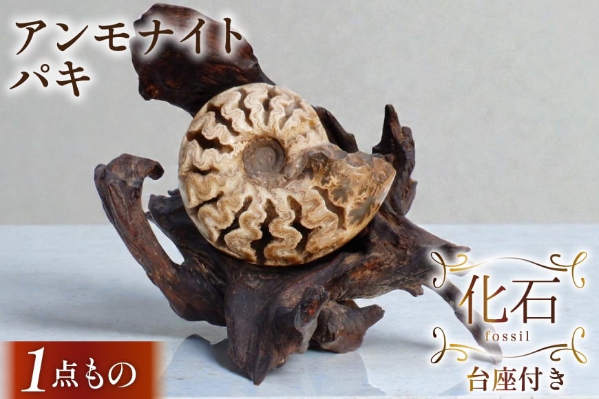 
                  化石 パキ 羽幌産 アンモナイト 台座付き [加藤樹石苑 北海道 歌志内市 01227an024] 1点物 北海道産 インテリア 置物 コレクション 鉱石
                