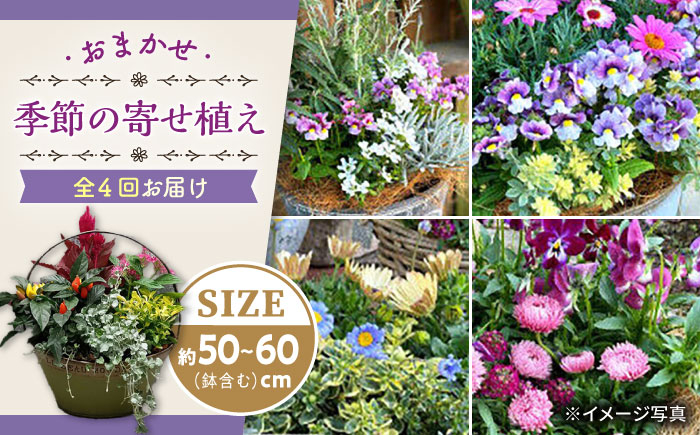 
【4回定期便】おまかせ 季節の寄せ植え プランター / ドライフラワー ナチュラル かご アレンジ 花 インテリア / 大村市 アトリウム琴花園[ACZZ006]
