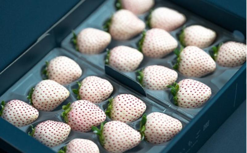 数量限定！先行受付！【定期便3回】佐賀県産 紅白いちご食べ比べ【2027年1～3月発送】さがほのか パールホワイト 苺 イチゴ：B395-004 定期便3回（1月～3月）