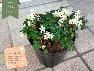 【ふるさと納税】＜バイカオウレン （梅花黄蓮） 苗 花 ポット 4号 森の妖精 白い 可憐 牧野富太郎 らんまん ボタニカル 植物 ＞朝ドラ 佐川町 里山【常温】草木 シコクバイカオウレン キンポウゲ