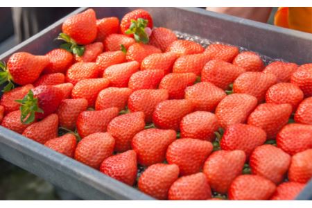 特選　日野苺「雅（みやび）」（約450g）