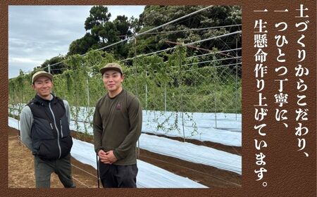 自然薯 約1kg~1.2kg 山芋 とろろ 山芋 とろろ 千葉県銚子市 弥兵衛