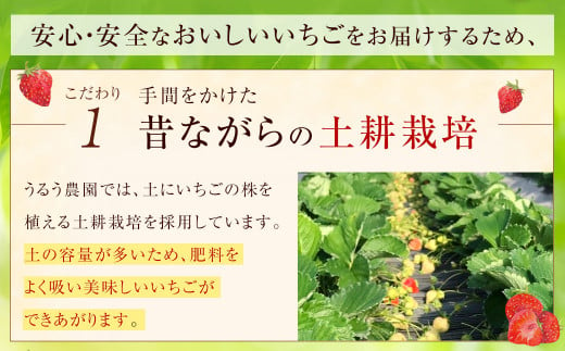 【特別栽培/有機質肥料/アフター保証】うるう農園 あまおう サイズ色々 4パック （約1140g）【2025年2月上旬～2025年4月上旬発送予定】 いちご イチゴ 苺 フルーツ 果物