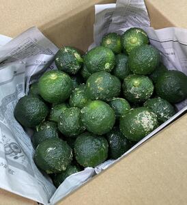 【期間限定】雲の上の青ゆず（１ｋｇ）ユズ 柚子 農薬化学肥料不使用 果物 柑橘 産地直送 ゆずジャム ゆず茶 高知県産 常温便