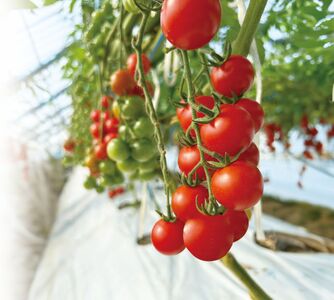 【訳あり】 熊本県産 完熟ミニトマト「あまみ姫」1.5kg | 野菜 やさい トマト とまと アイコ 人気  生産者直送 産地直送 熊本県 玉名市