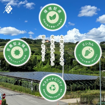 シャインマスカット 粒 約2.8kg 訳あり ぶどう 粒カット【配送不可地域：離島・沖縄県】【1687784】