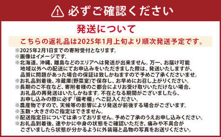 熊本県産 いちご （ゆうべに）2パック 約560g 苺 ゆうべに 【2025年1月上旬発送開始】