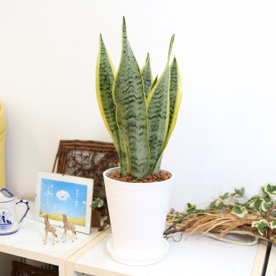 
                  【観葉植物】サンスベリア 5号 ホワイト丸プラスチック鉢 土の表面:ウッドチップ【観葉植物 インテリア 部屋 おしゃれ 福岡県 筑前町 送料無料 AG056】
                