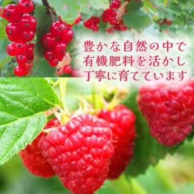 ふるさと納税 帯広市 【北海道十勝産 贅沢ピューレ】冷凍ラズベリーピューレ 2.5kg(500g×5袋) |  | 03