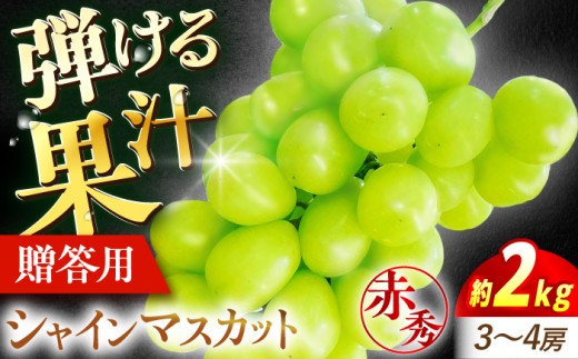 ＜9月中旬から順次発送＞ぶどう シャインマスカット 2kg（3房から4房 赤秀）ブドウ 葡萄 budou しゃいんますかっと ますかっと 2026年発送 大粒 種なし 皮ごと フルーツ 果物 くだもの 産地直送 お取り寄せ 送料無料 農家直送 新鮮 ギフト 贈答 人気 完熟 露地栽培 grape そのまま 甘い おいしい 三次市 / 西田ぶどう園 [APCM003]