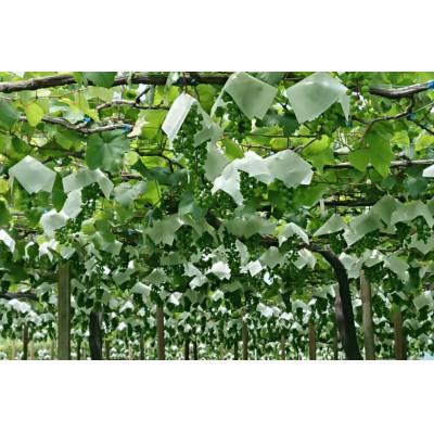 ふるさと納税 韮崎市 赤ワイン マスカット・ベーリーA 白ワイン 甲州 各750ml×1本(計2本) |  | 03