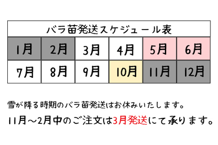 ＜色で選べる♪＞花巻温泉バラ園で育った「バラ中苗」5号サイズ -赤-【1860】