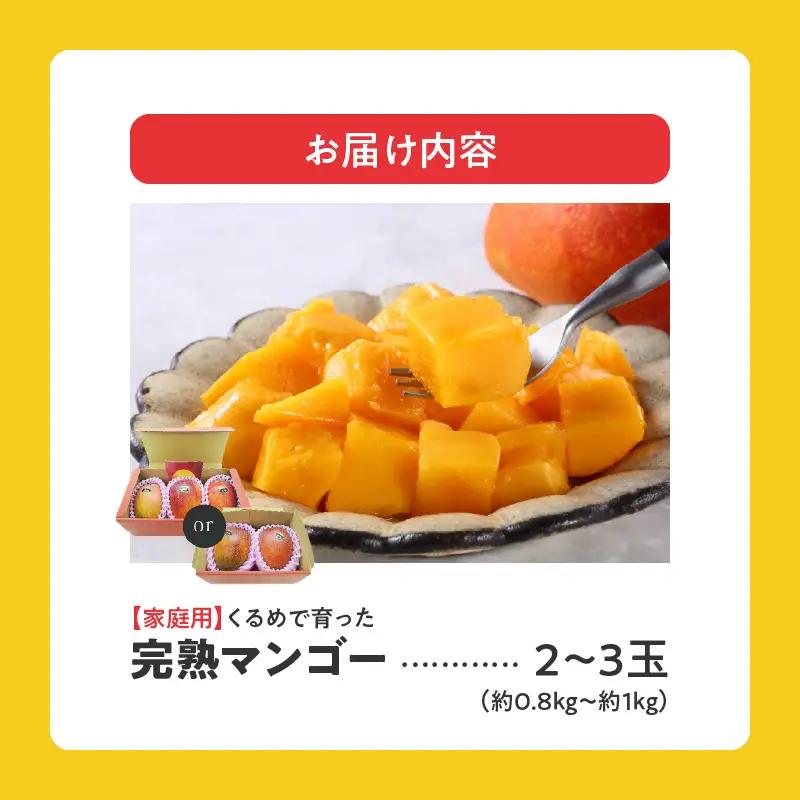 【2027年7月以降お届け】【家庭用】くるめで育った完熟マンゴー（2～3玉：約0.8～1kg）_ 〔Fm009-023〕