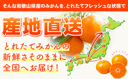 【ふるなびWEEK対象】みかん ご家庭用みかん 約5kg