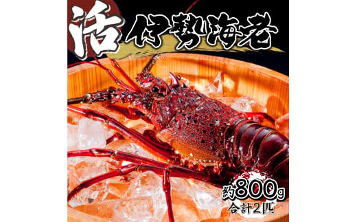 【先行予約】＜数量限定＞宮崎県串間産伊勢エビ（約800g）_K027-002
