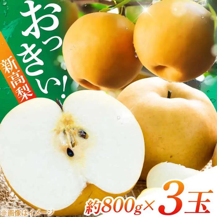 まるはり新高梨（約800g×3玉入） 〈2026年9月下旬?2026年10月上旬発送〉 / 新高梨 梨 果物 フルーツ デザート 【高知市農業協同組合】 [ATBK002]