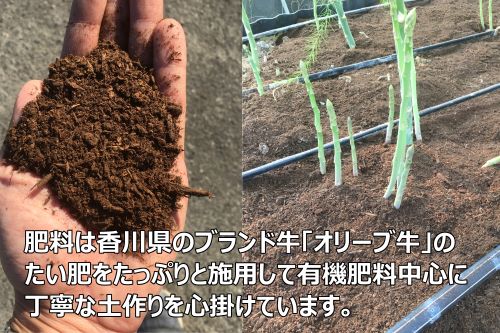 ＜先行予約受付開始！＞　2025年産　善通寺市産アスパラ｢さぬきのめざめ」１kg　【2025年3月から発送開始のお品です】