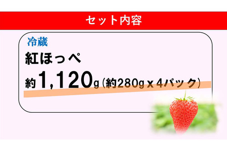 【新農場オープン記念】【先行受付 2026年1月より発送】【農場直送！】紅ほっぺ(約280g×4P)【ふるさと納税 基山町産 いちご イチゴ 朝採れ 完熟果】K100016