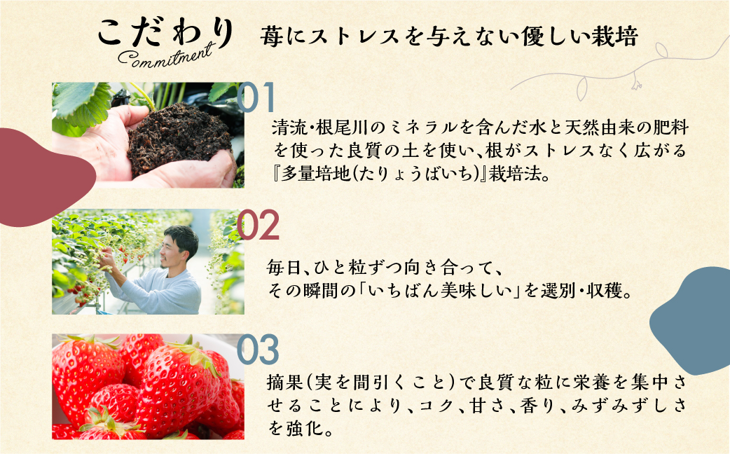 【3回定期便】いちごとココアのグラノーラ3袋 family農園watanabe ココア いちご 紅ほっぺ シリアル 朝食 ギフト ｜フルーツ スイーツ 苺 牛乳 デザート おやつ イチゴ 子ども 大人