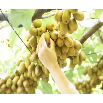 ふるさと納税 善通寺市 善通寺市産キウイ詰合せ |  | 01