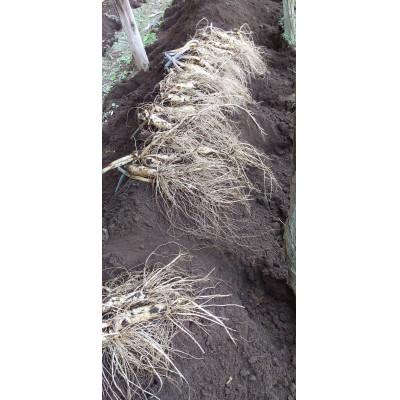 ふるさと納税 長野県 生高麗人参 6年生 約80g/1本【 栽培期間中低農薬 】信州産 朝鮮人参 国産 |  | 01