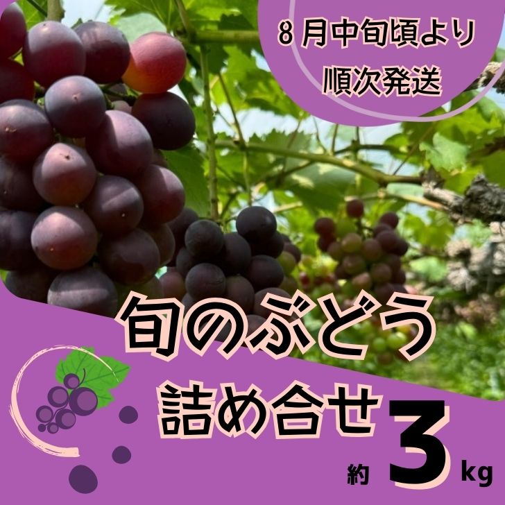 【ふるさと納税】Y3　ぶどう の詰め合わせ　約3kg（8月中旬以降順次発送）　【 ブドウ 葡萄 詰め合わせ セット 贈答 藤稔 紫玉 ピオーネ シャインマスカット ギフト 自宅用 】