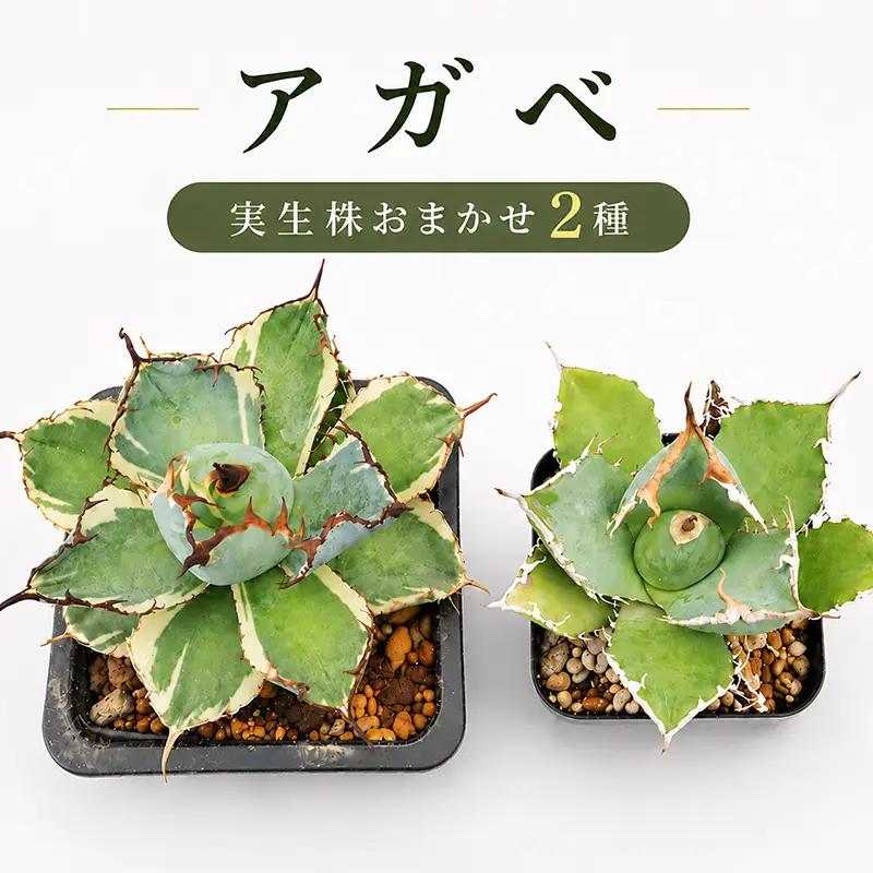 アガベ 2種 実生株 アガベ