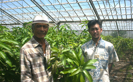 久米島赤鶏牧場 完熟！冷凍ミニマンゴー1kg（9～12玉） アーウィン アップルマンゴー ミニサイズ 小さい 完熟 アイス 濃厚 ねっとり 高糖度 まるごと 甘い 循環型農業 減農薬栽培 芳醇 爽やか