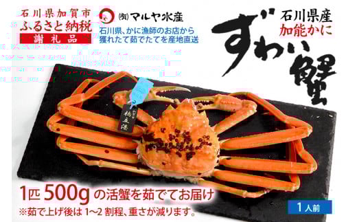 【11月10日～12月15日発送】【先行予約】【冷蔵発送】石川県産 加能かに ズワイガニ ( 産地証明タグ付 ) 茹で上げ前重量 約500g 1匹 中サイズ F6P-2744 クラウドファンディング 実施中 GCF