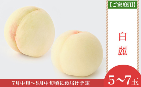 【ご家庭用】岡山白桃 白麗 5～7玉【2026年7月中旬頃から順次発送】
