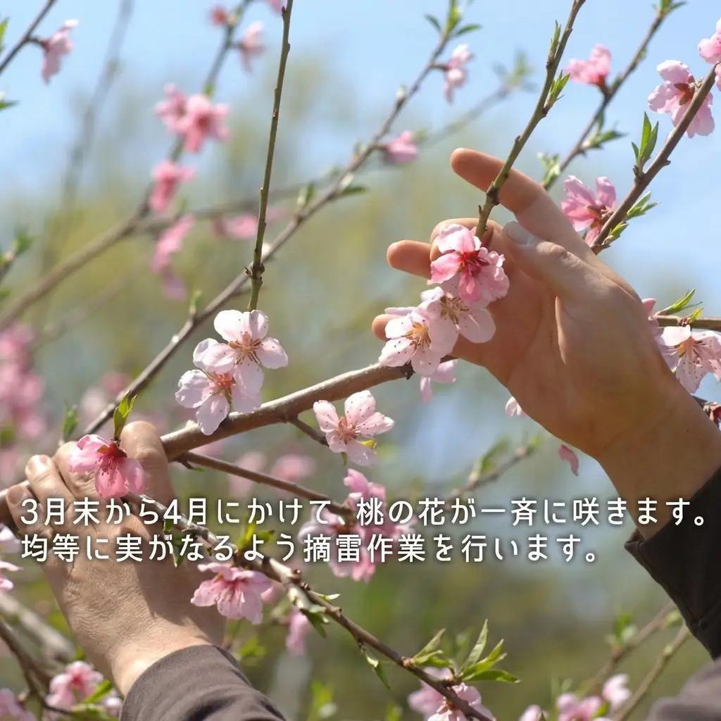 桃 2026年 先行予約 白桃 早生種 約1.3kg  5～6玉  岡山県産 桃
