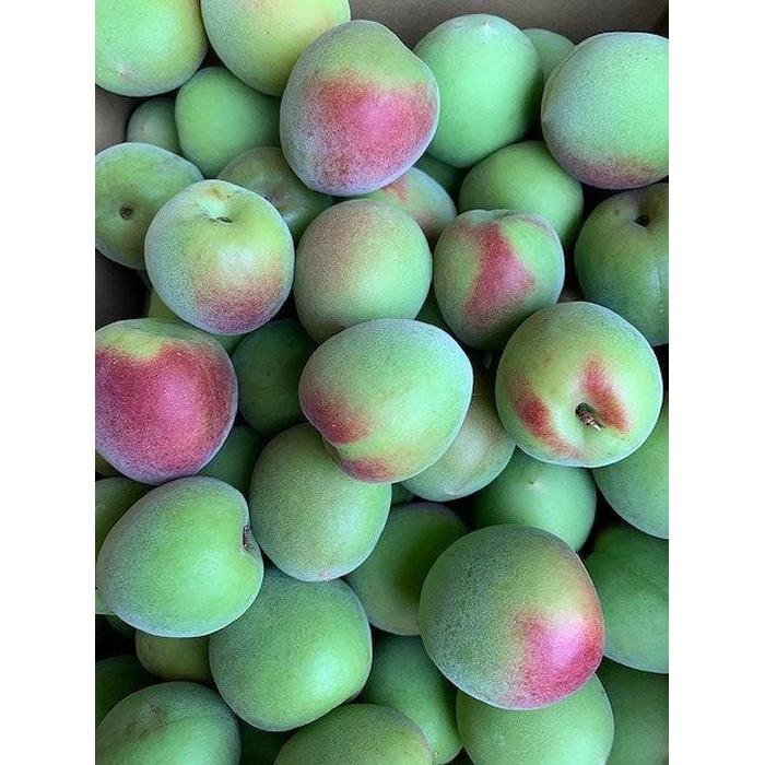 【ふるさと納税】南高梅　2Lサイズ　5kg　マルシ農園