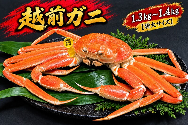 【ふるさと納税】【2月出荷】かに 越前ガニ 1.3kg～1.4kg 1杯 【特大サイズ】ボイル 茹で 越前がに 越前かに ずわいがに ズワイガニ カニ 姿 蟹鍋 献上ガニ 産地直送 お歳暮 福井県おおい町 ギフト　お届け：2027年2月1日～2027年2月28日まで
